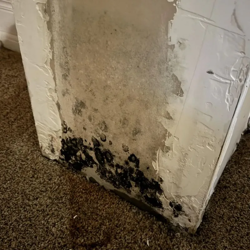 Professional Mold Removal in Quincy, MI